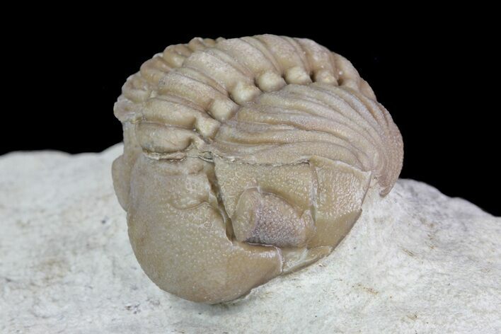 Bargain, Enrolled Lochovella (Reedops) Trilobite - Oklahoma #68618